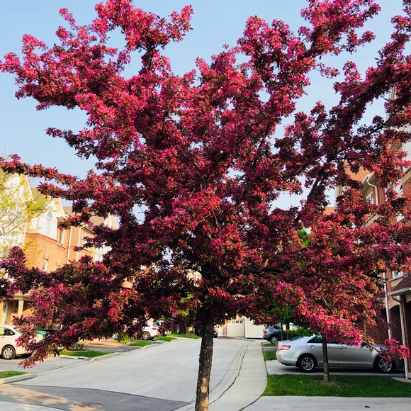 Meet your Posher, Hydie - Picture 1 of 1